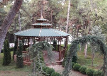 Ahşap Kamelya Ankara